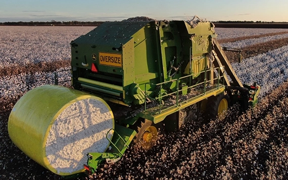 Lombard Farms Cotton Picking